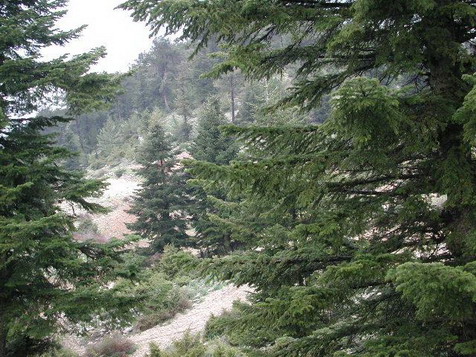 forest in Kamouha